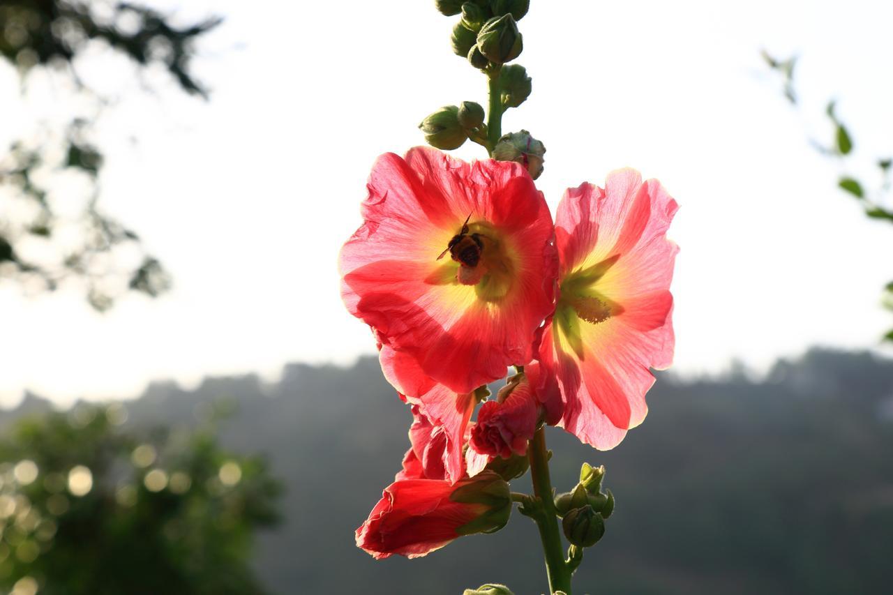 Chirping Orchard, Mukteshwar Bed and Breakfast Exterior foto